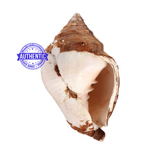 Load image into Gallery viewer, Varadvinayak Ganesha Shankh - 31
