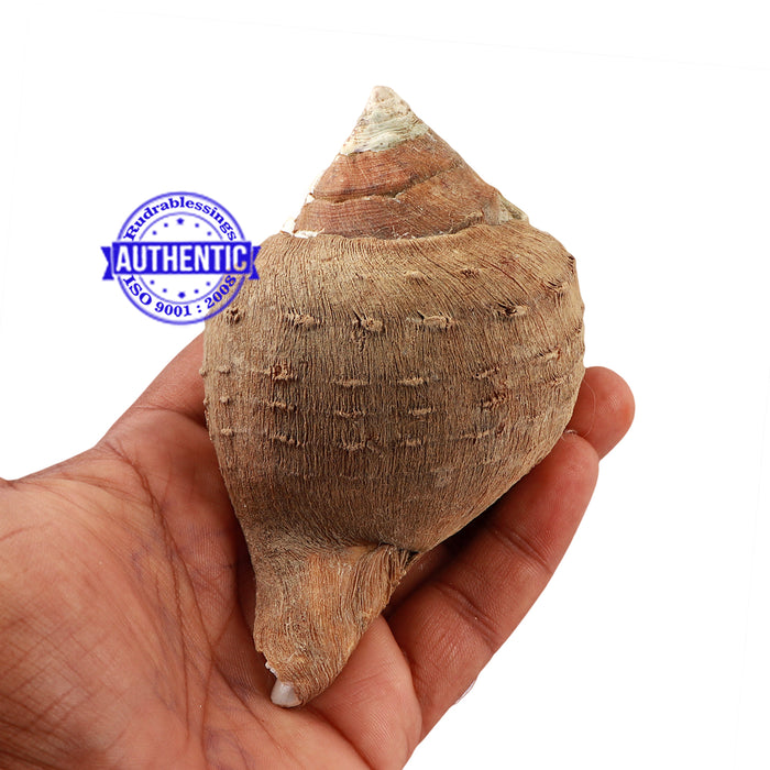 Varadvinayak Ganesha Shankh - 34