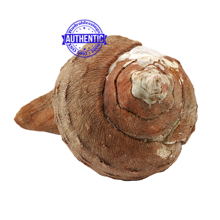 Varadvinayak Ganesha Shankh - 34