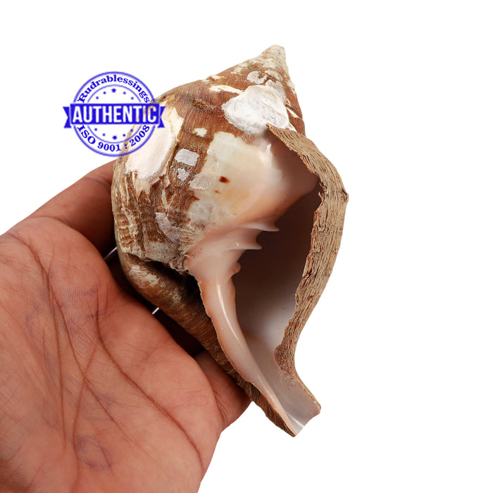 Varadvinayak Ganesha Shankh - 34