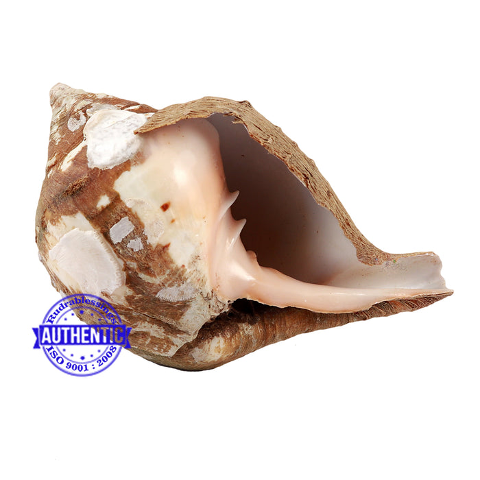 Varadvinayak Ganesha Shankh - 34