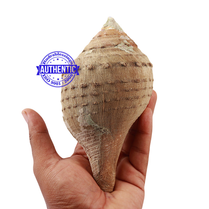 8 Lines / 8 Disha Vaastu Shankh - 35