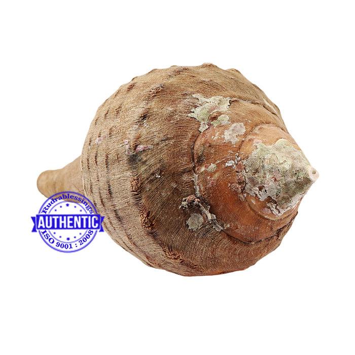 8 Lines / 8 Disha Vaastu Shankh - 35