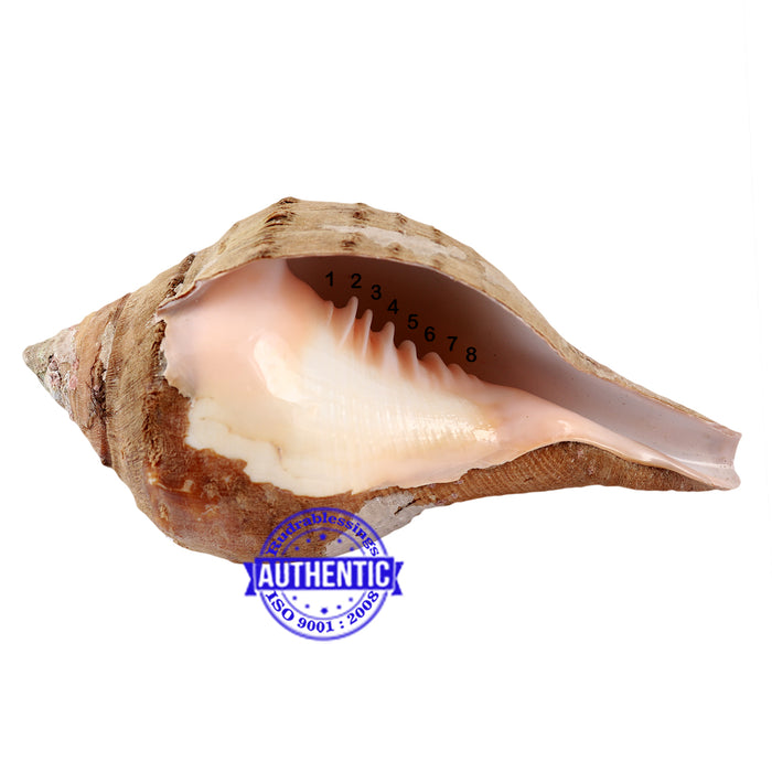 8 Lines / 8 Disha Vaastu Shankh - 35