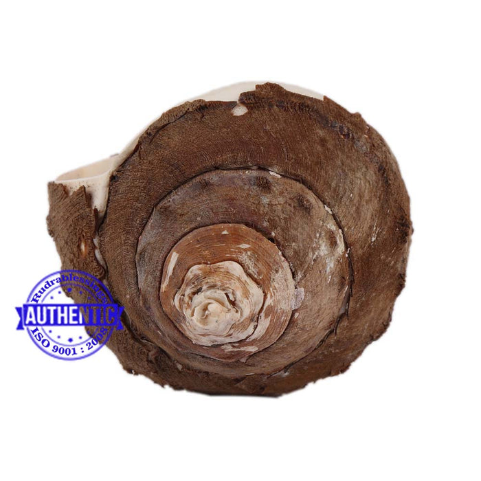 Shankarnarayan Twin Shankh - 10