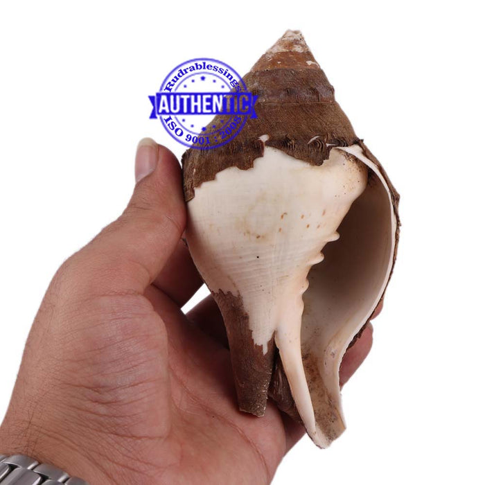 Shankarnarayan Twin Shankh - 10