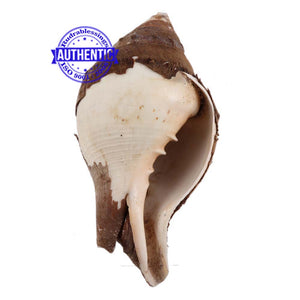 Shankarnarayan Twin Shankh - 10