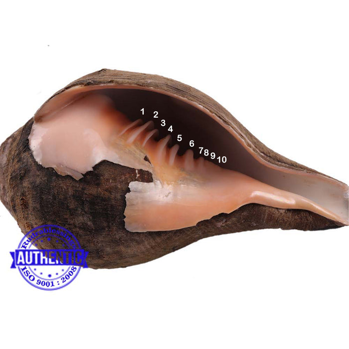 Lord Mahavishnu 10 Lines Shankh - 12