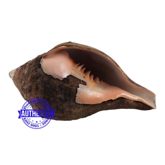 Lord Mahavishnu 10 Lines Shankh - 12