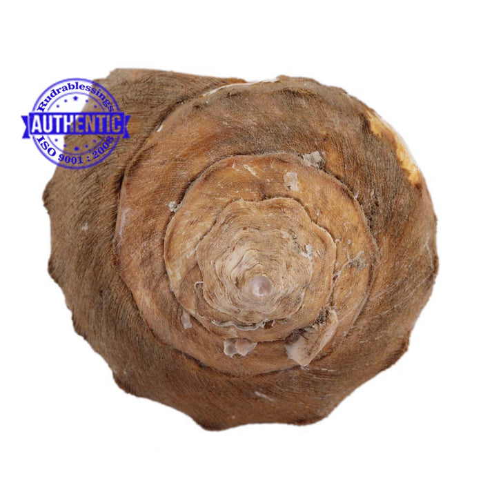 Siddhivinayak Ganesha Shankh - 13