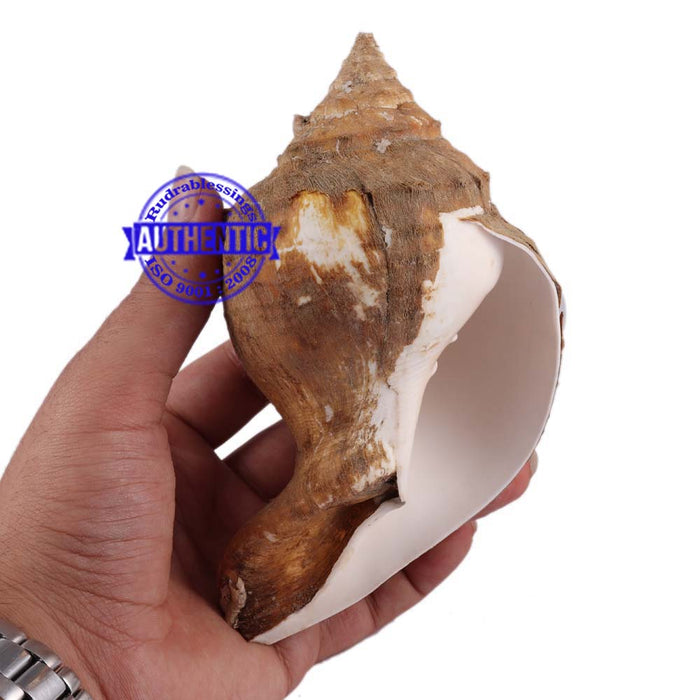 Siddhivinayak Ganesha Shankh - 13