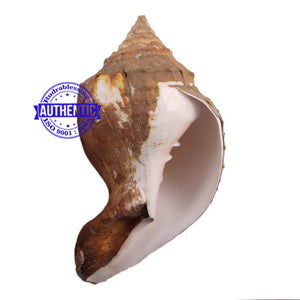 Siddhivinayak Ganesha Shankh - 13