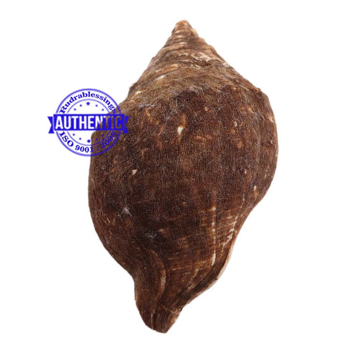 Varadvinayak Ganesha Shankh - 16