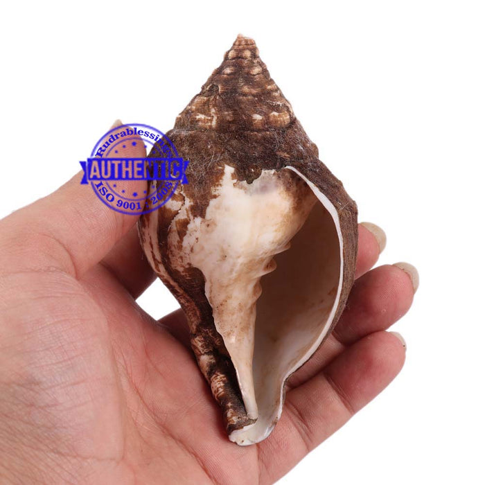 Varadvinayak Ganesha Shankh - 16