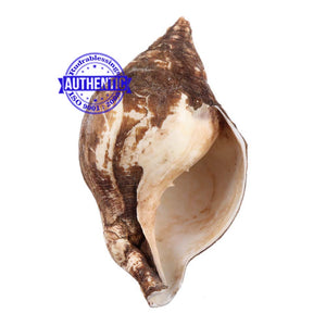 Varadvinayak Ganesha Shankh - 16