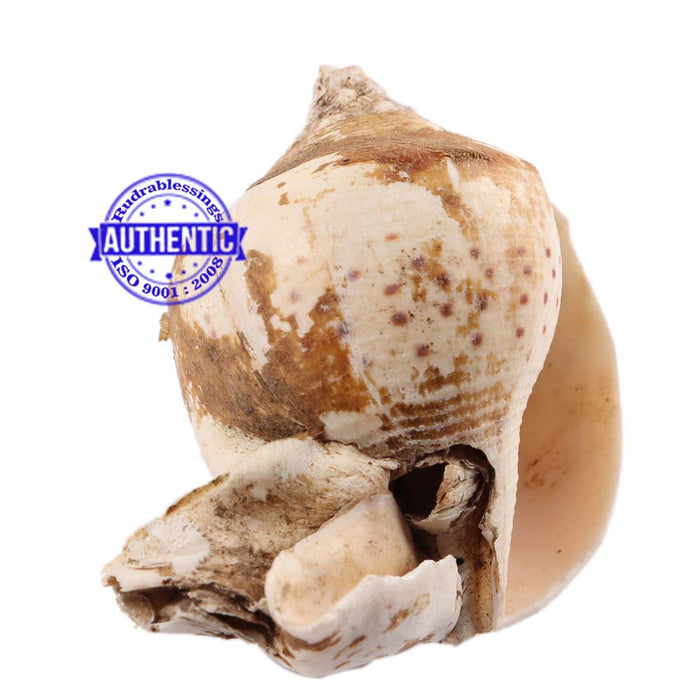 Brahma Vishnu Mahesh Shankh - 18