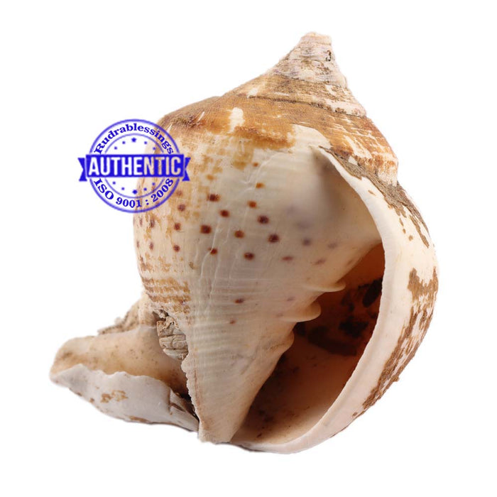 Brahma Vishnu Mahesh Shankh - 18