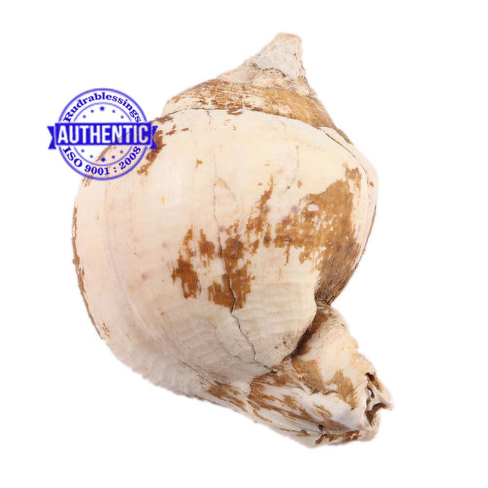 Brahma Vishnu Mahesh Shankh - 18