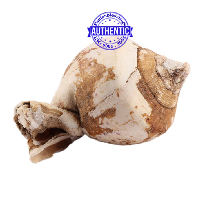 Brahma Vishnu Mahesh Shankh - 18