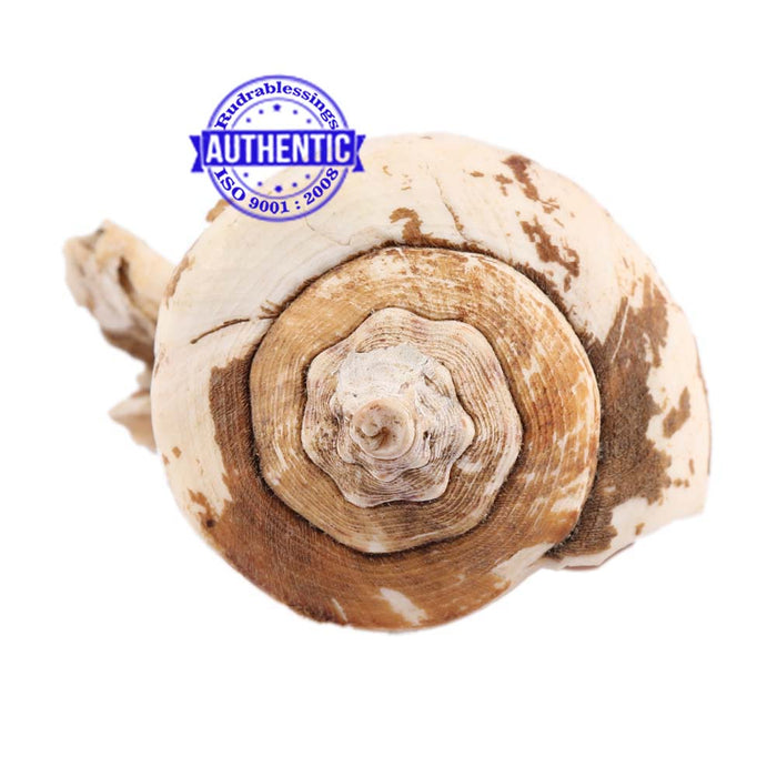 Brahma Vishnu Mahesh Shankh - 18