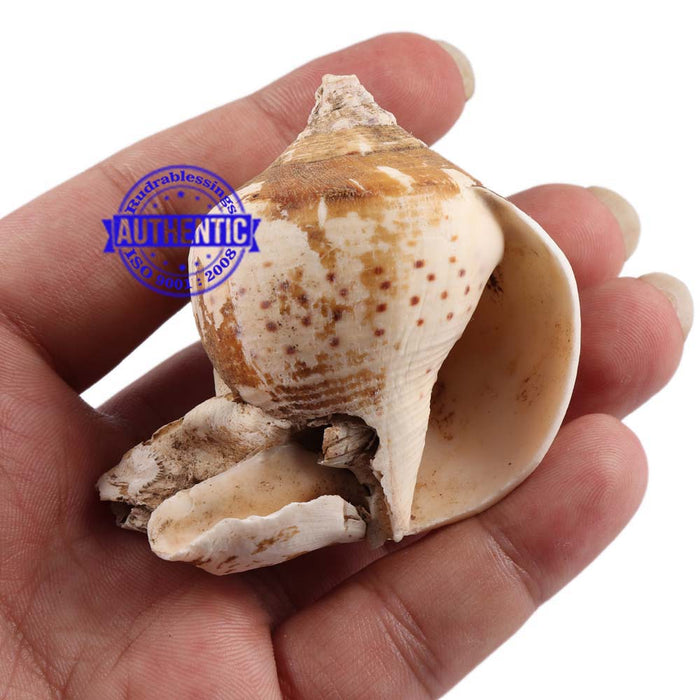 Brahma Vishnu Mahesh Shankh - 18