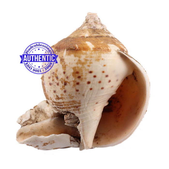 Brahma Vishnu Mahesh Shankh - 18