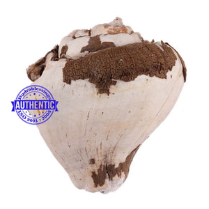 Mount Kailash Shiva Shankh - 4