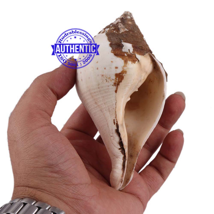 Chintamani Ganesha Shankh - 6