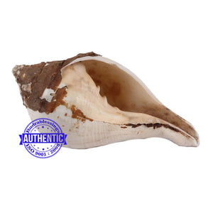 Chintamani Ganesha Shankh - 6