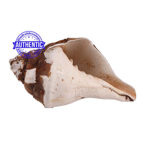 Lord Murgan Shankh - 9