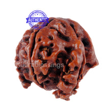 Load image into Gallery viewer, Nepalese Triple Ganesh Rudraksha - Bead No. 33
