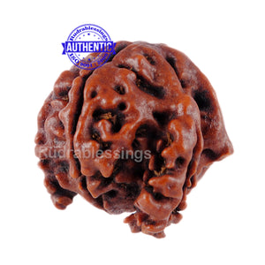 Nepalese Triple Ganesh Rudraksha - Bead No. 33