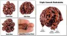 Load image into Gallery viewer, Nepalese Triple Ganesh Rudraksha - Bead No. 33
