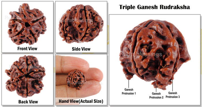 Nepalese Triple Ganesh Rudraksha - Bead No. 33