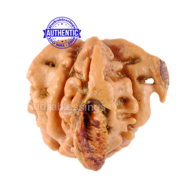 Nepalese Triple Ganesh Rudraksha - Bead No. 34