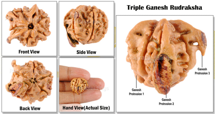 Nepalese Triple Ganesh Rudraksha - Bead No. 34