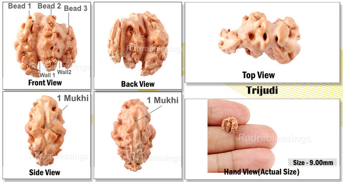 Trijudi Rudraksha from Indonesia Bead No. - 18