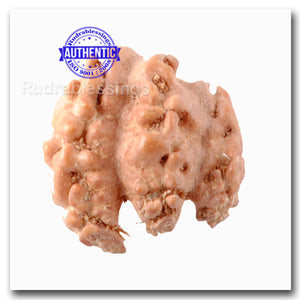 Trijudi Rudraksha from Indonesia Bead No. - 18