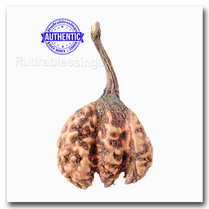 Trijudi Rudraksha from Indonesia Bead No. - 19