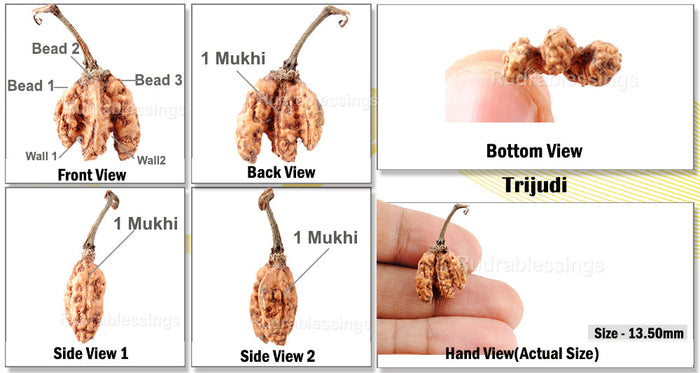Trijudi Rudraksha from Indonesia Bead No. - 20