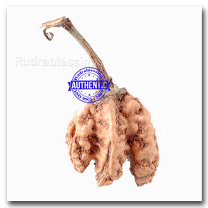 Trijudi Rudraksha from Indonesia Bead No. - 20