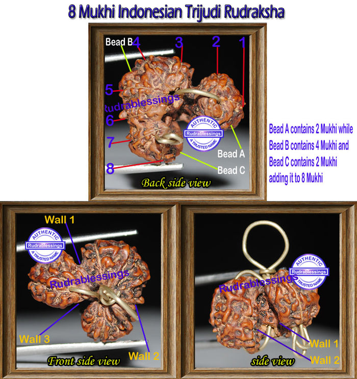 Unique Rarest of Rare Trijudi Rudraksha from Indonesia