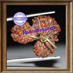 Unique Rarest of Rare Trijudi Rudraksha from Indonesia