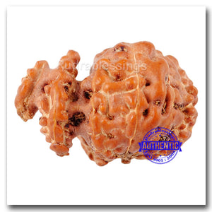Trijudi Rudraksha from Indonesia - Bead No. 23