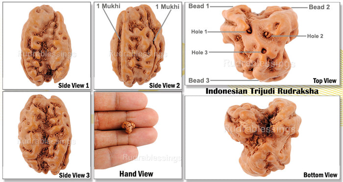 Trijudi Rudraksha from Indonesia - Bead No. 24