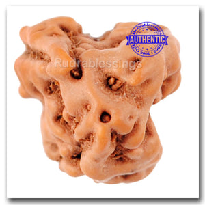 Trijudi Rudraksha from Indonesia - Bead No. 24