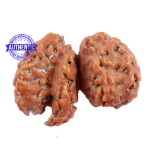 Load image into Gallery viewer, Trijudi Rudraksha from Indonesia Bead No. - 37
