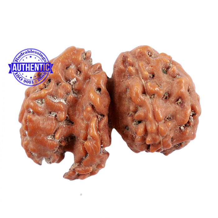Trijudi Rudraksha from Indonesia Bead No. - 37
