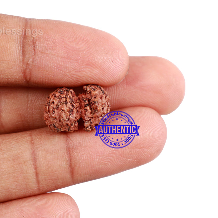 Trijudi Rudraksha from Indonesia Bead No. - 39