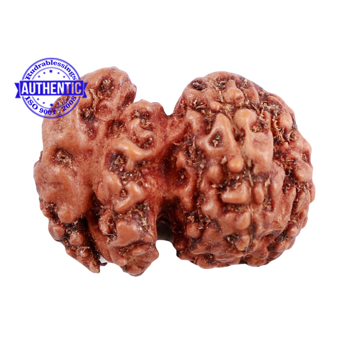 Trijudi Rudraksha from Indonesia Bead No. - 39